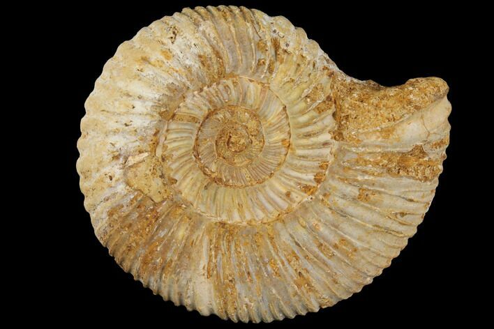 Perisphinctes Ammonite - Jurassic #100254